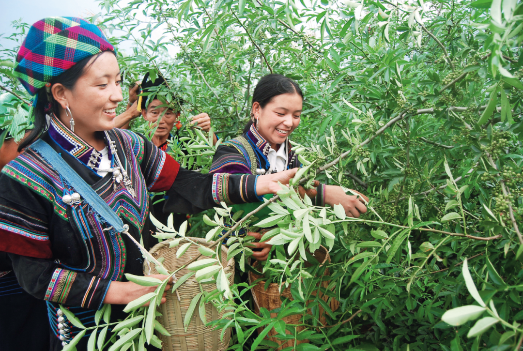 ▲ 在工行定点帮扶的四川省金阳县,贫困群众通过发展青花椒产业脱贫致富。